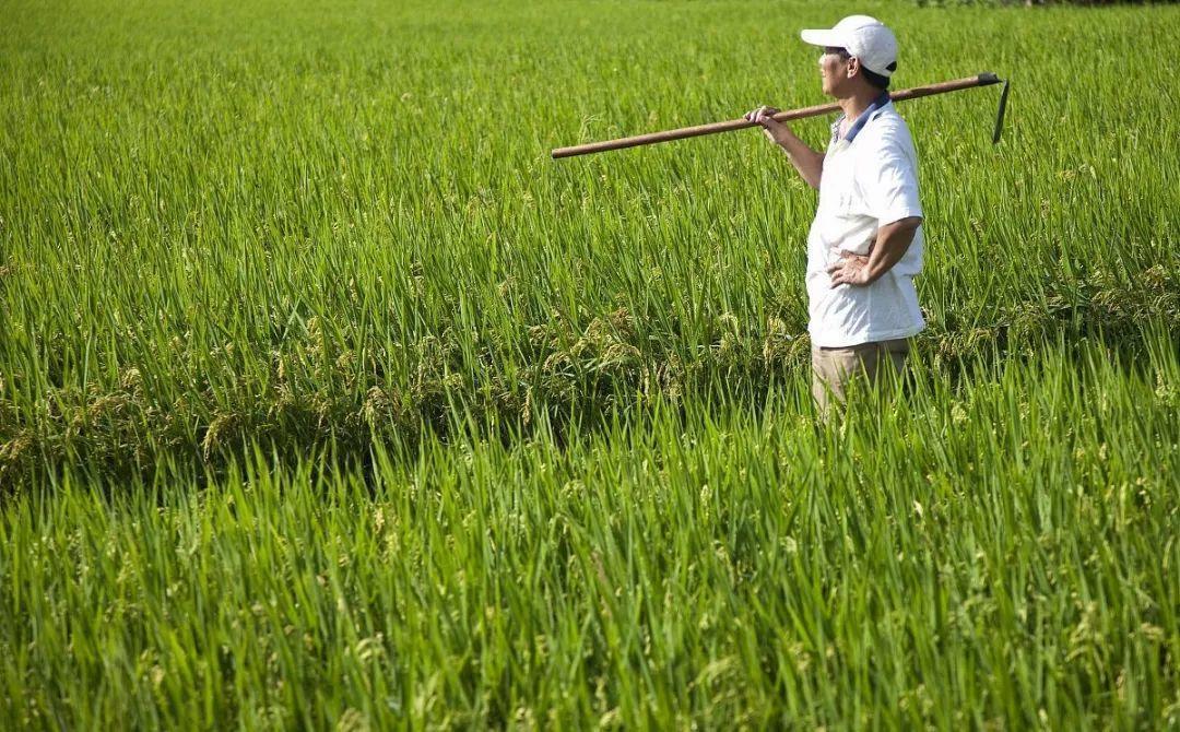 農(nóng)產(chǎn)品商標注冊有什么好處？